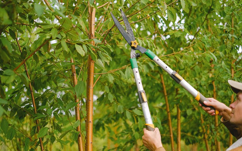 Tree trimming in Beaver Dam, KY